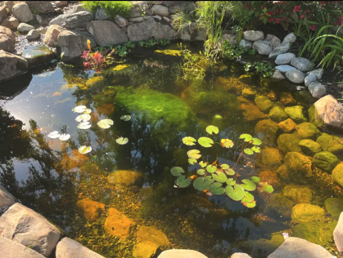 Pond Algae